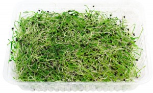 Мікрогрін цибуля 50 г