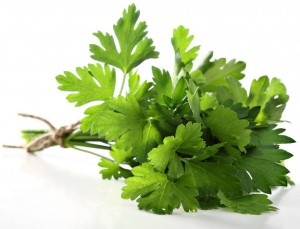 Петрушка листова